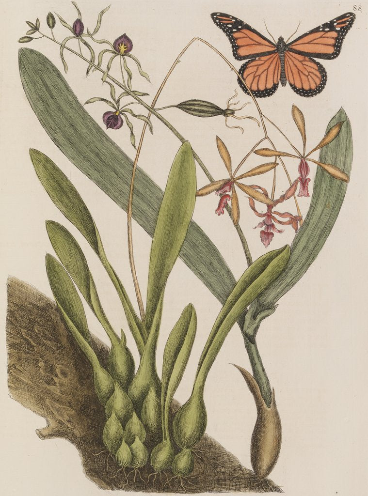 Clamshell orchid and monarch butterfly by Mark Catesby