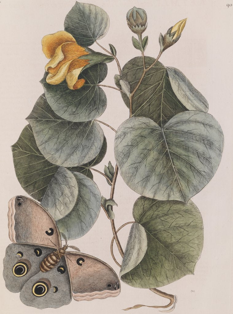 Detail of Beach hibiscus and Polyphemus moth by Mark Catesby