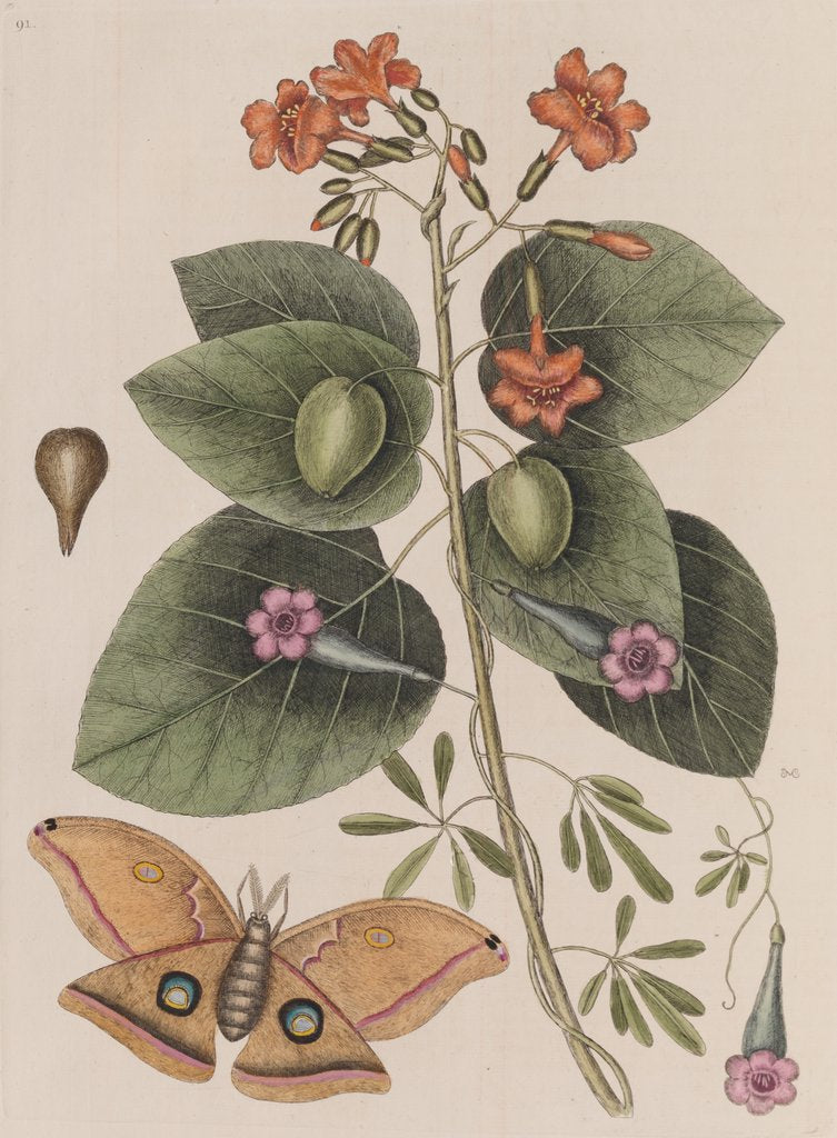 Scarlet cordia, morning glory and Polyphemus moth by Mark Catesby
