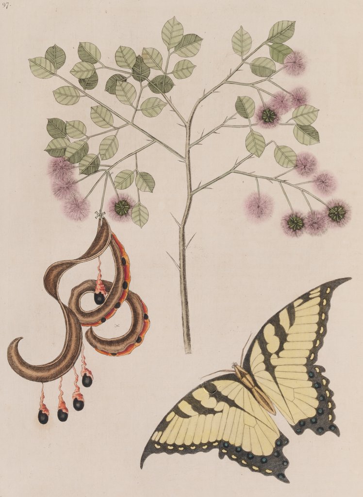 Detail of Pithecellobium bahamense and tiger swallowtail by Mark Catesby