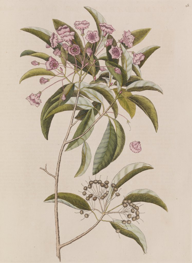 Mountain laurel by Mark Catesby