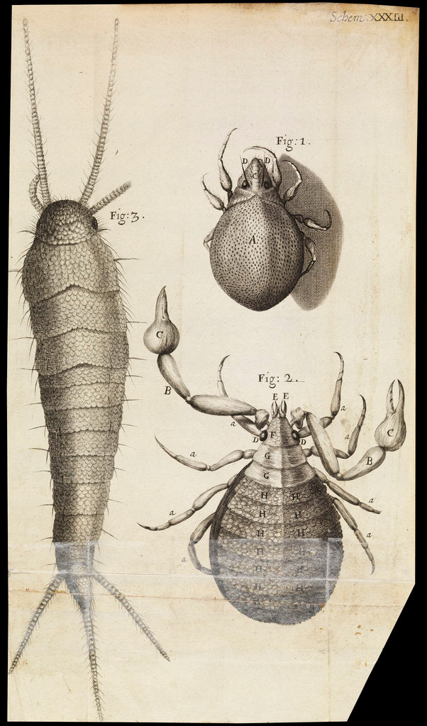 Microscopic views of a black mite, a 'crab-like' insect and a silverfish by Robert Hooke