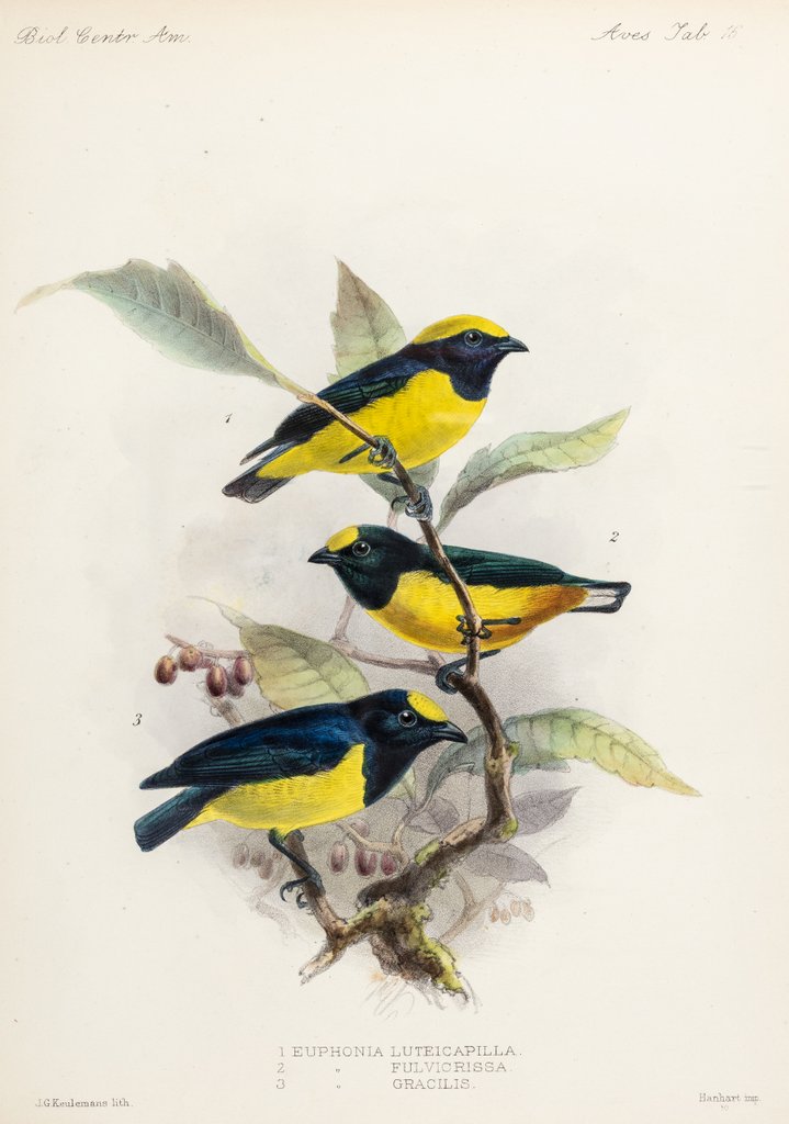 Detail of Yellow-crowned euphonia and fulvous-vented euphonia by Johannes Gerardus Keulemans