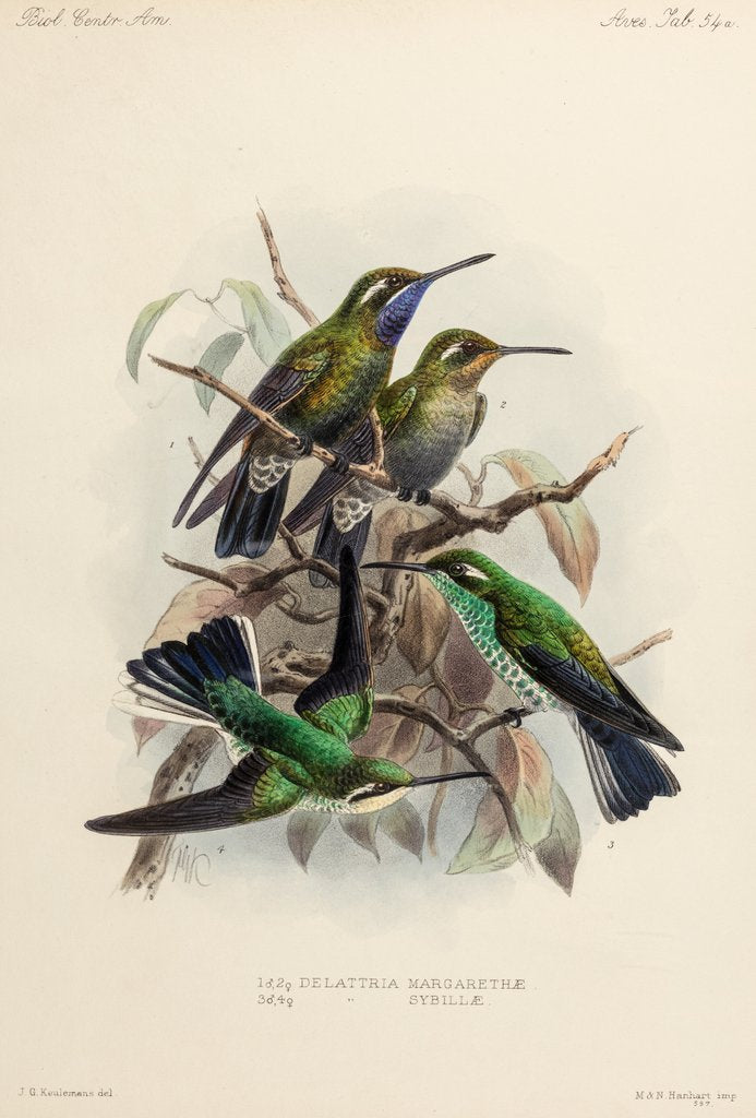 Hummingbirds by Johannes Gerardus Keulemans