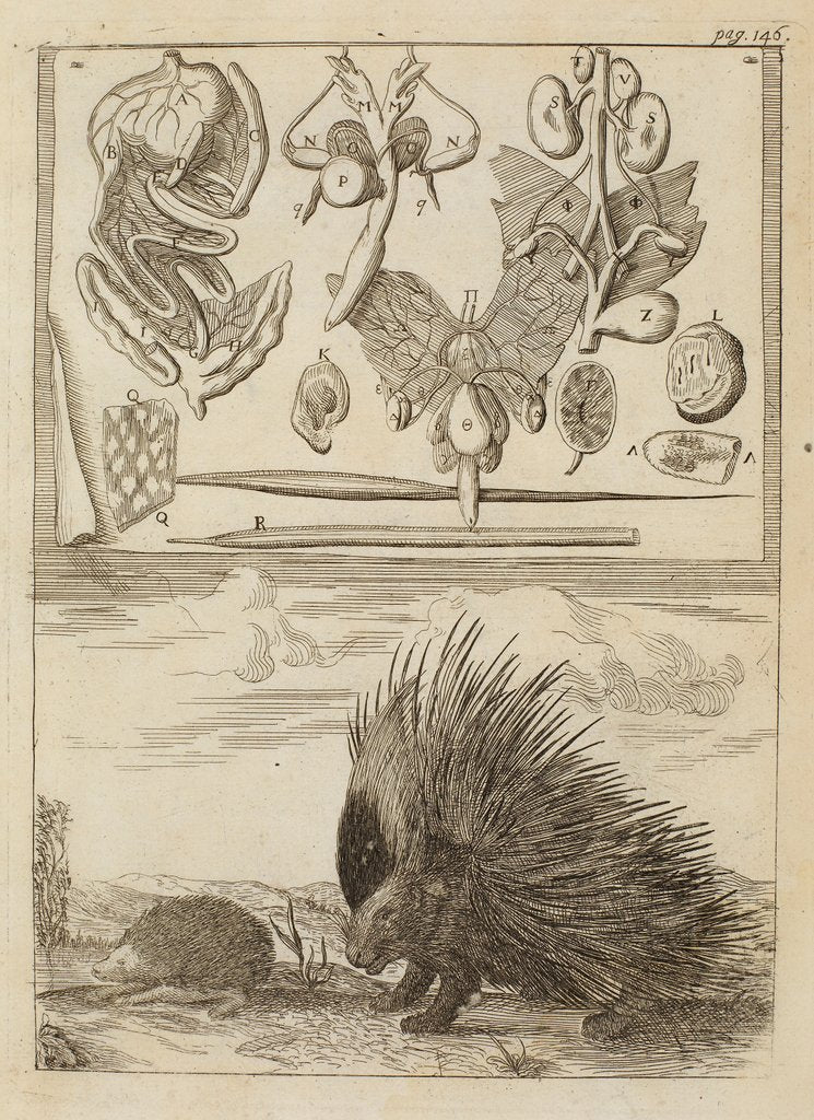 Porcupine and hedgehog by Richard Waller