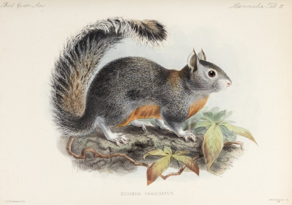 Detail of Variegated squirrel by Johannes Gerardus Keulemans