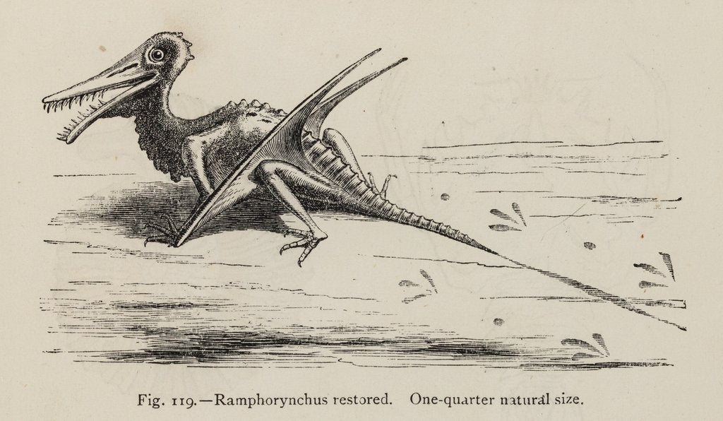Detail of ‘Ramphorynchus restored’ by Unknown artist