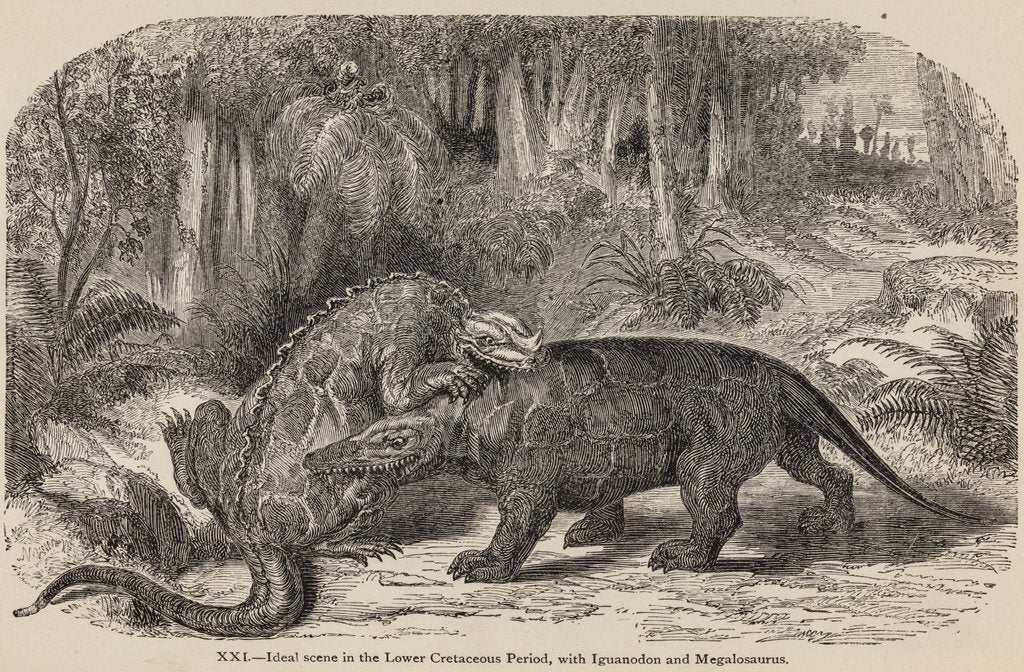 Iguanodon and megalosaurus by Unknown artist