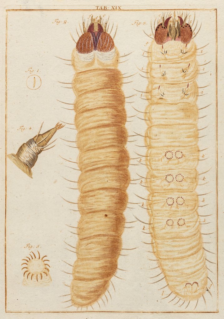 Detail of Weevil larvae by Adam Wolfgang Winterschmidt