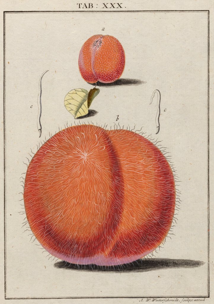Detail of Apricot by Adam Wolfgang Winterschmidt