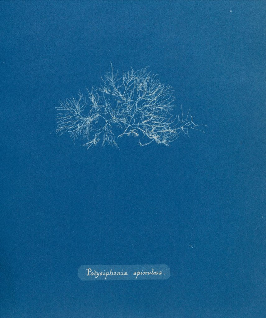 Leptosiphonia fibrillosa by Anna Atkins