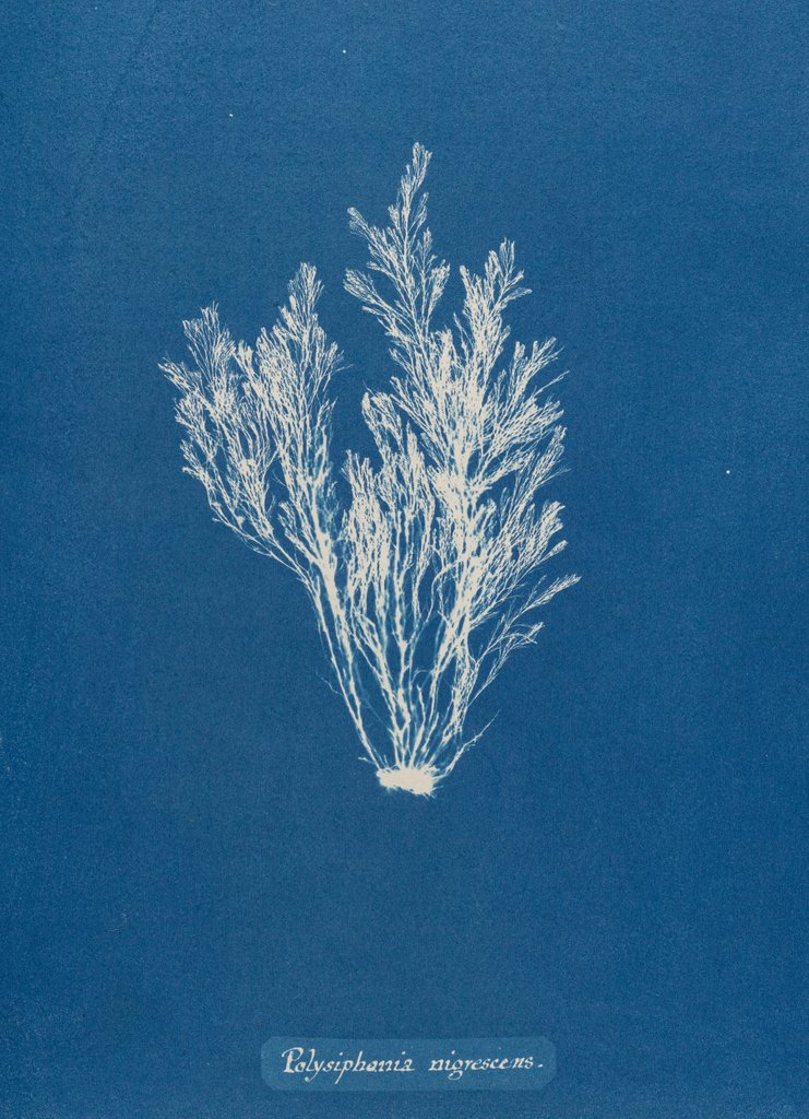 Detail of Polysiphonia nigrescens by Anna Atkins