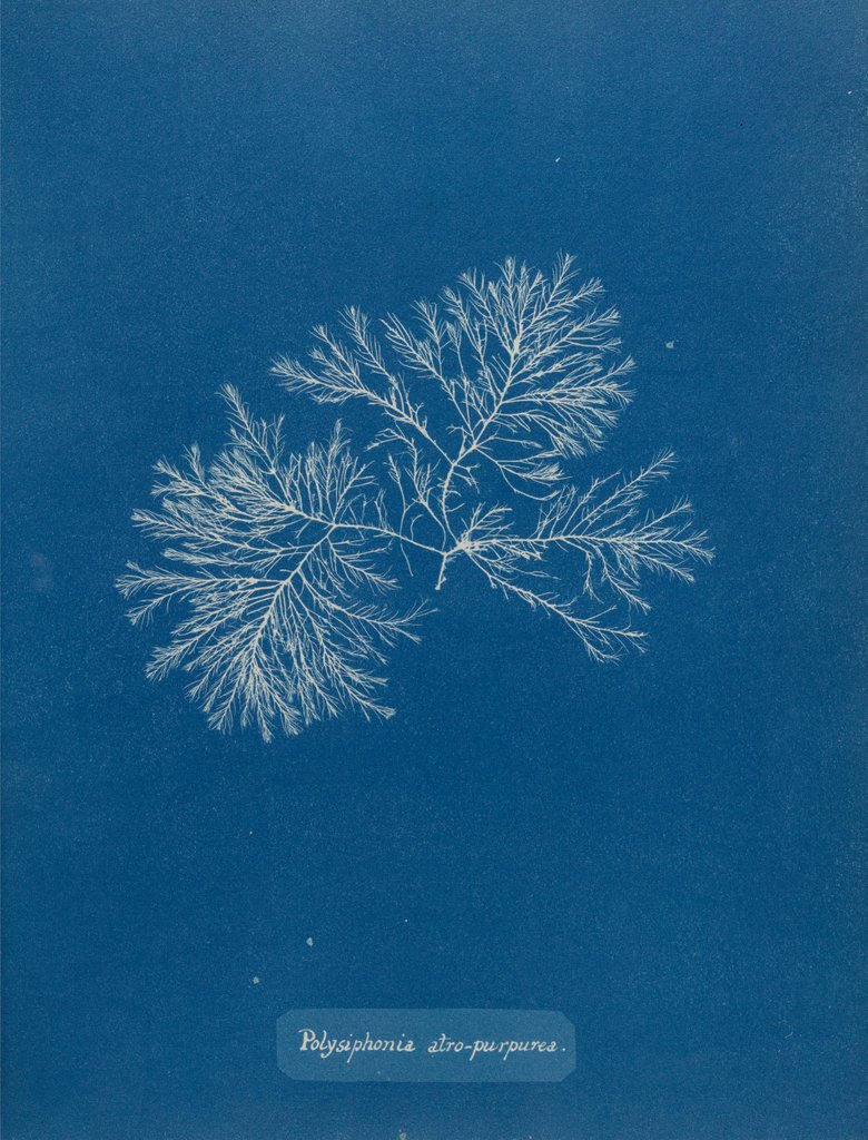 Detail of Polysiphonia nigrescens by Anna Atkins