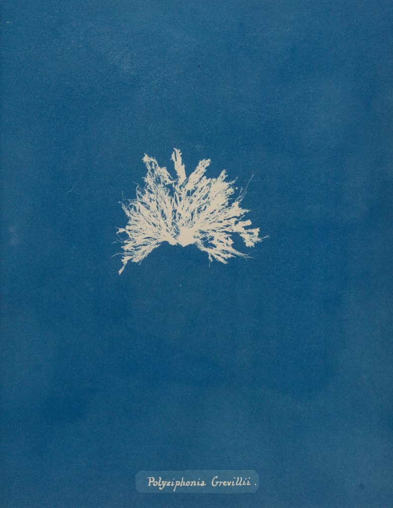 Polysiphonia subcontorta by Anna Atkins