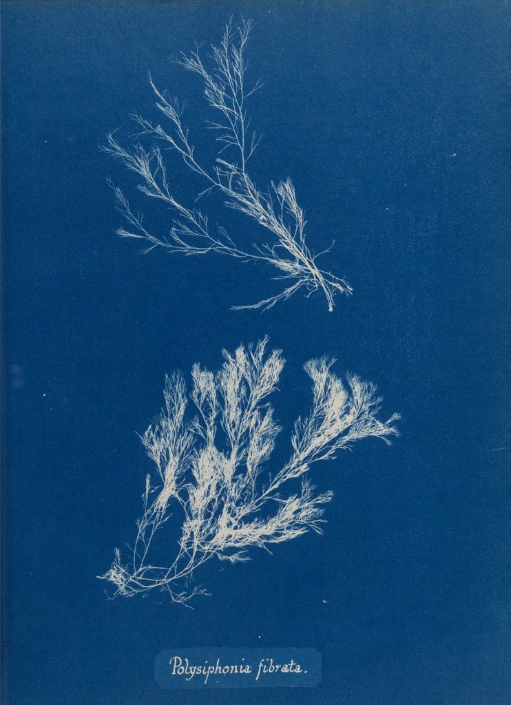 Polysiphonia fibrata by Anna Atkins