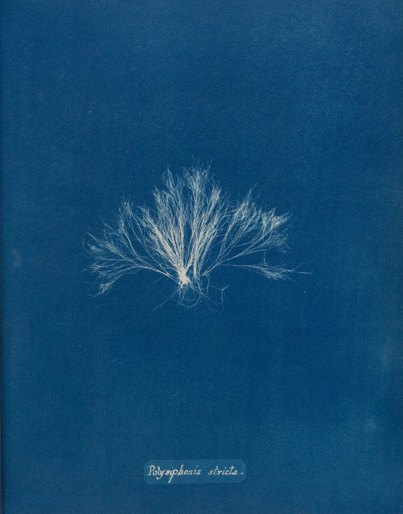 Detail of Polysiphonia stricta by Anna Atkins
