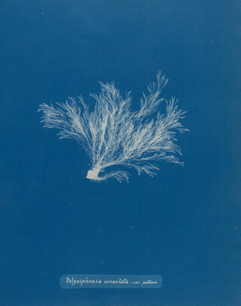 Detail of Polysiphonia stricta by Anna Atkins