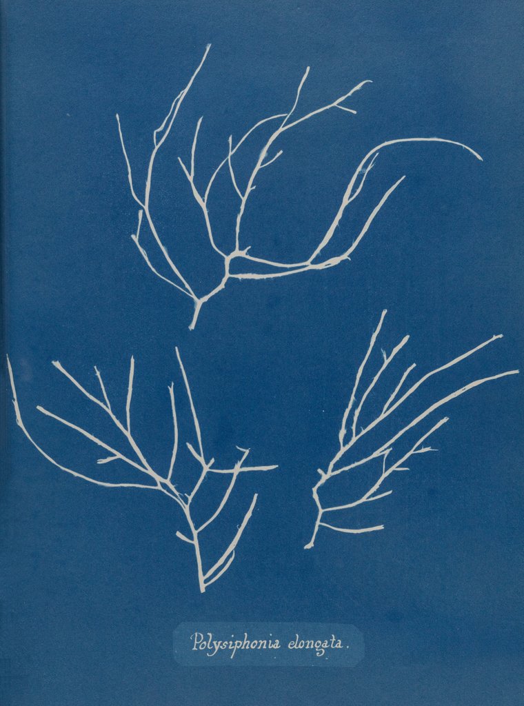 Detail of Carradoriella elongata by Anna Atkins