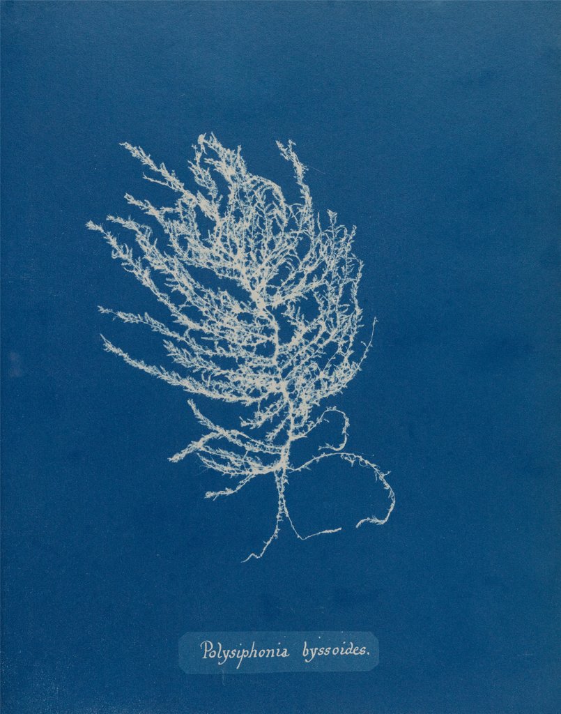 Detail of Brongniartella byssoides by Anna Atkins