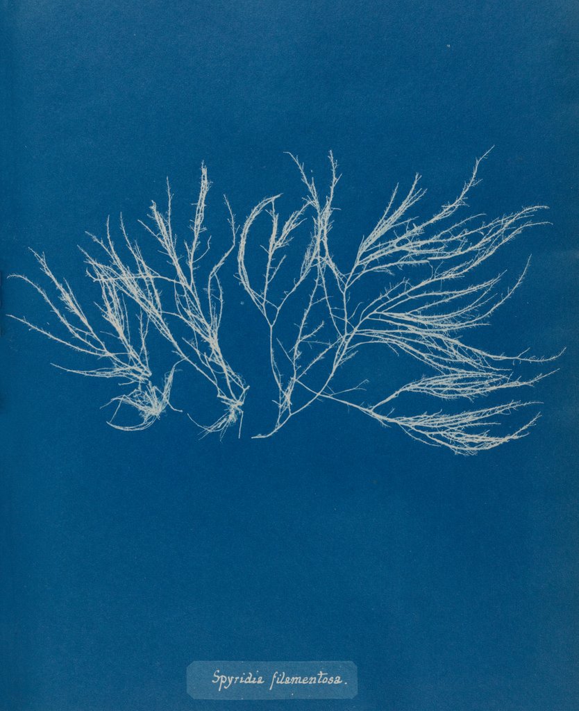 Detail of Spyridia filamentosa by Anna Atkins