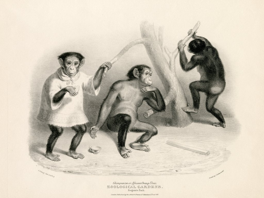 Detail of Chimpanzees by George Johann Scarf
