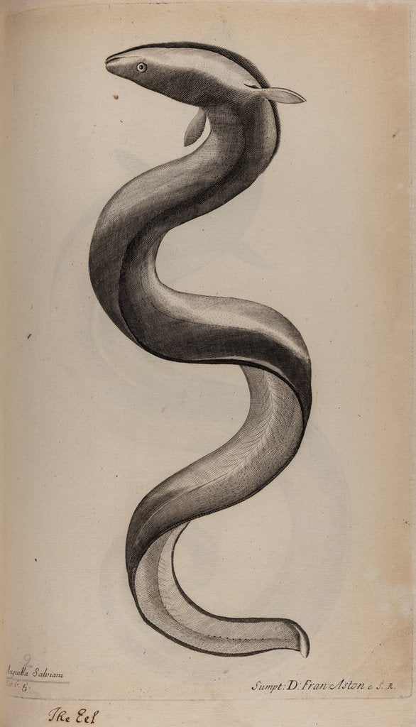 Detail of European eel by Unknown