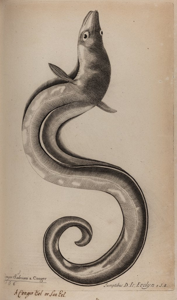 European conger eel by Unknown