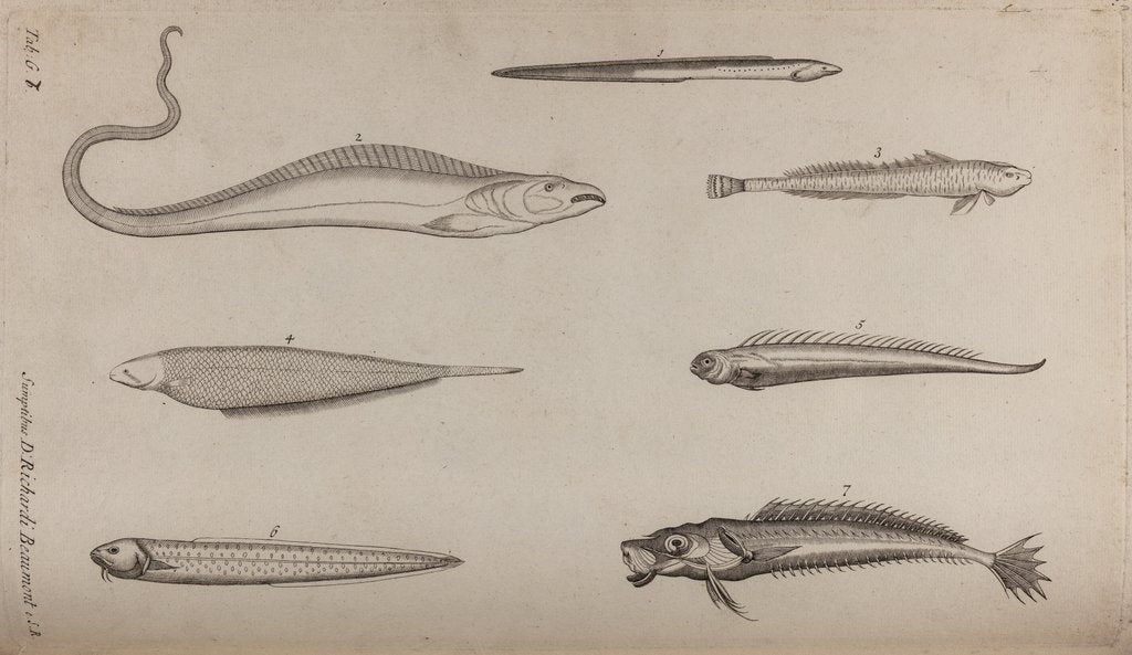Various fish species by Unknown
