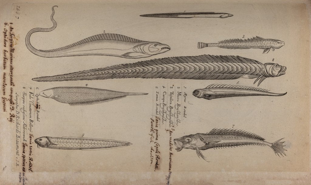 Detail of Various fish species by Unknown