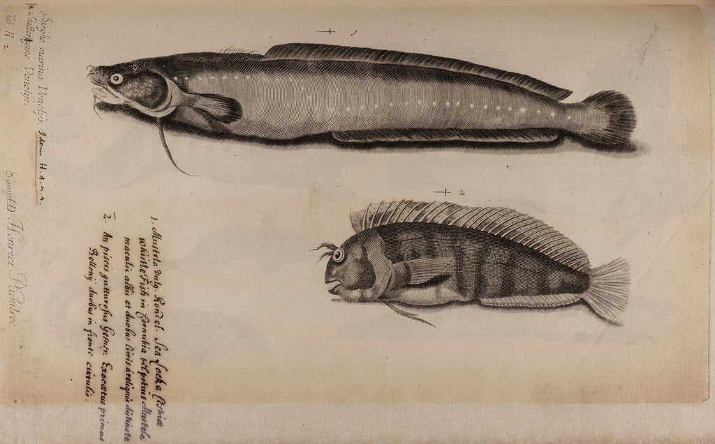 Detail of Burbot and tompot blenny by Unknown