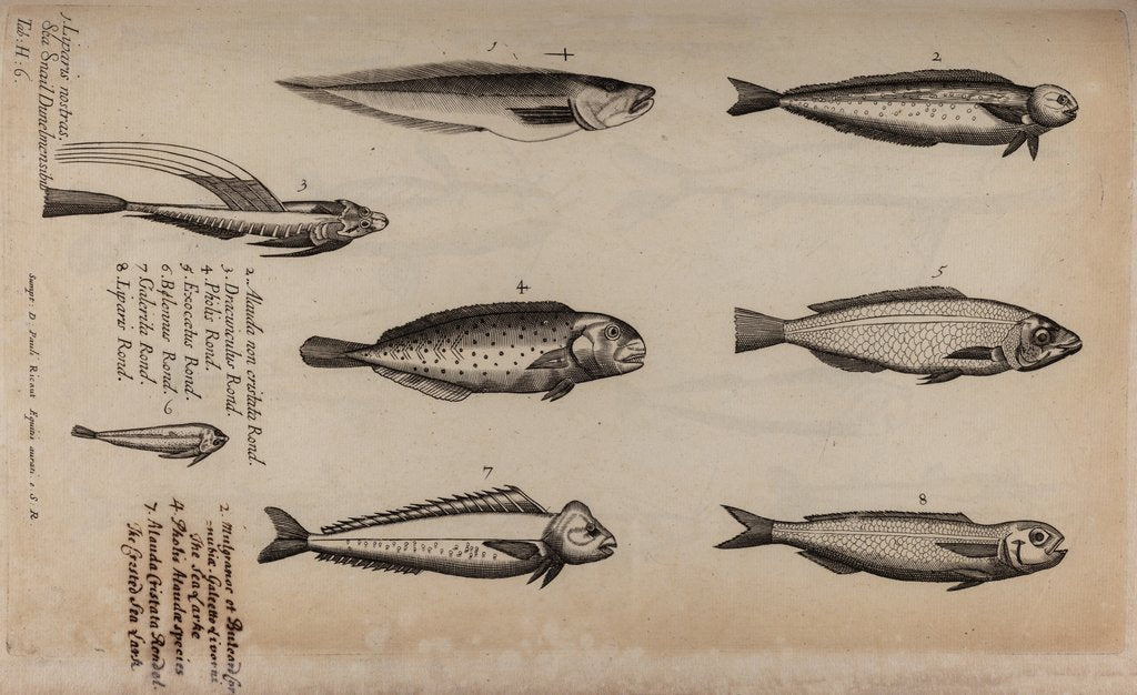 Various fish specimens posters & prints by Unknown