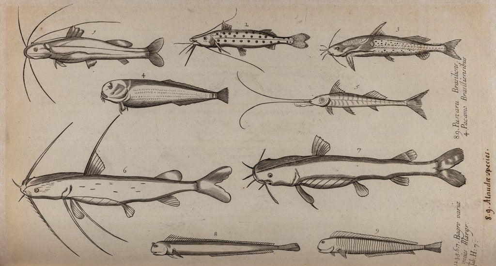 Detail of Various fish specimens by Unknown