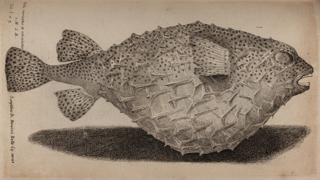 Detail of Globefish by Unknown