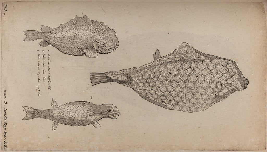 Detail of Boxfish by Unknown