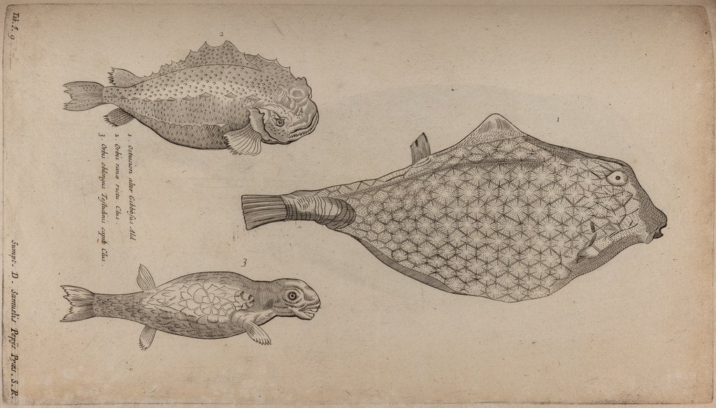 box fish drawing Boxfish posters & prints by Unknown