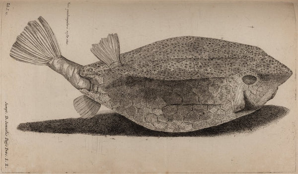 Boxfish posters & prints by Unknown