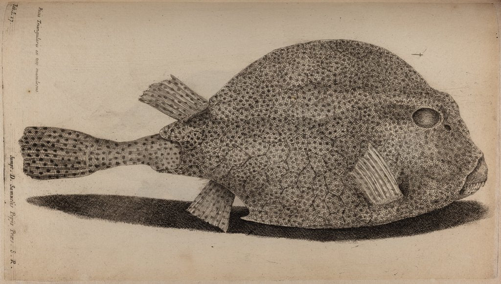 Detail of Spotted boxfish by Unknown