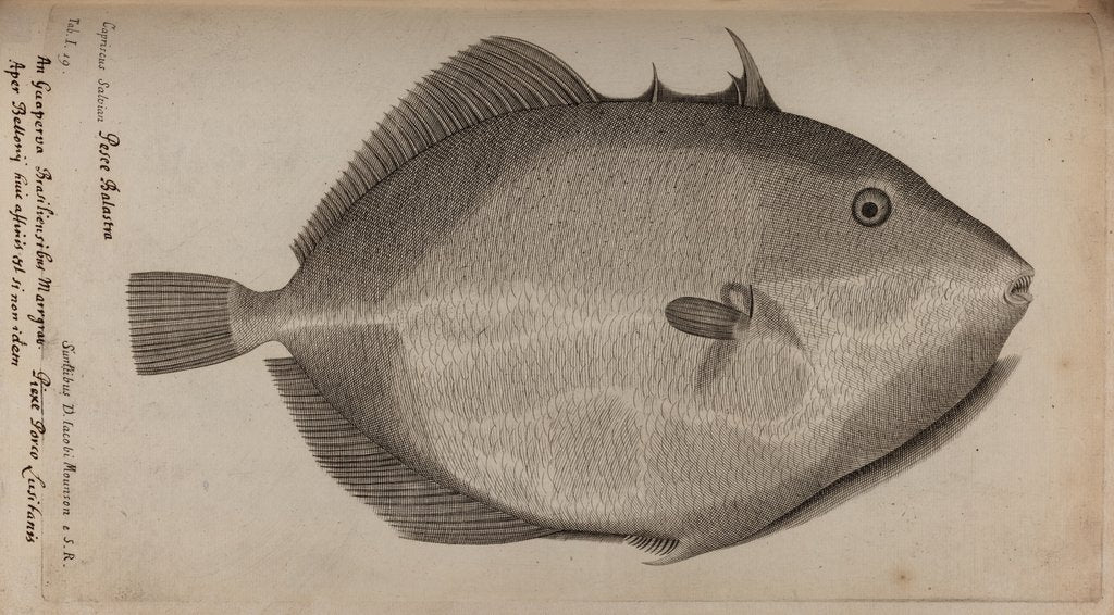Detail of Grey triggerfish by Unknown