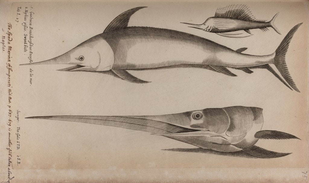 Detail of Sailfish and swordfish by Unknown
