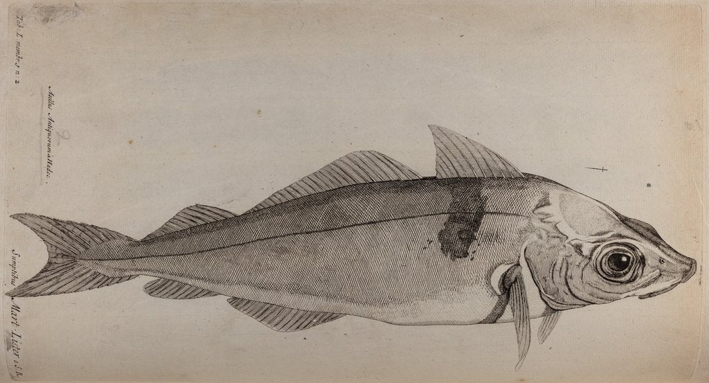 Detail of Haddock by Unknown