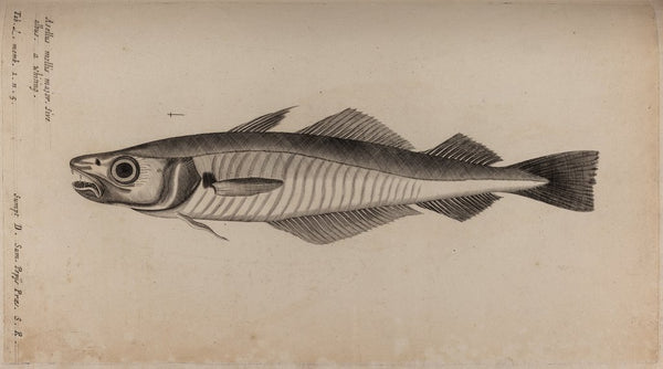 Whiting posters & prints by Unknown
