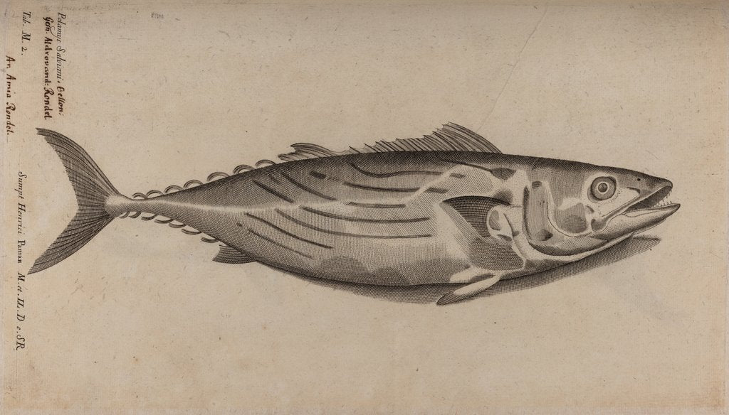 Detail of Bowfin by Unknown
