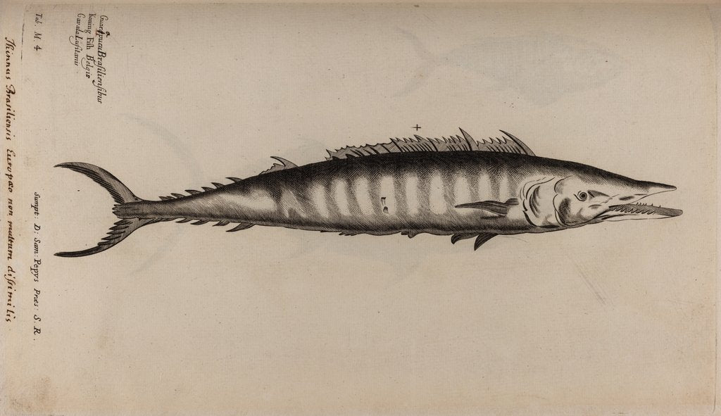 Detail of King mackerel by Unknown