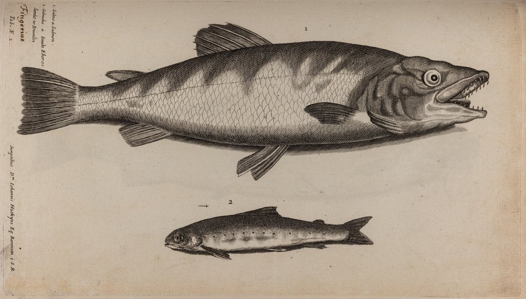 Detail of Atlantic salmon by Unknown