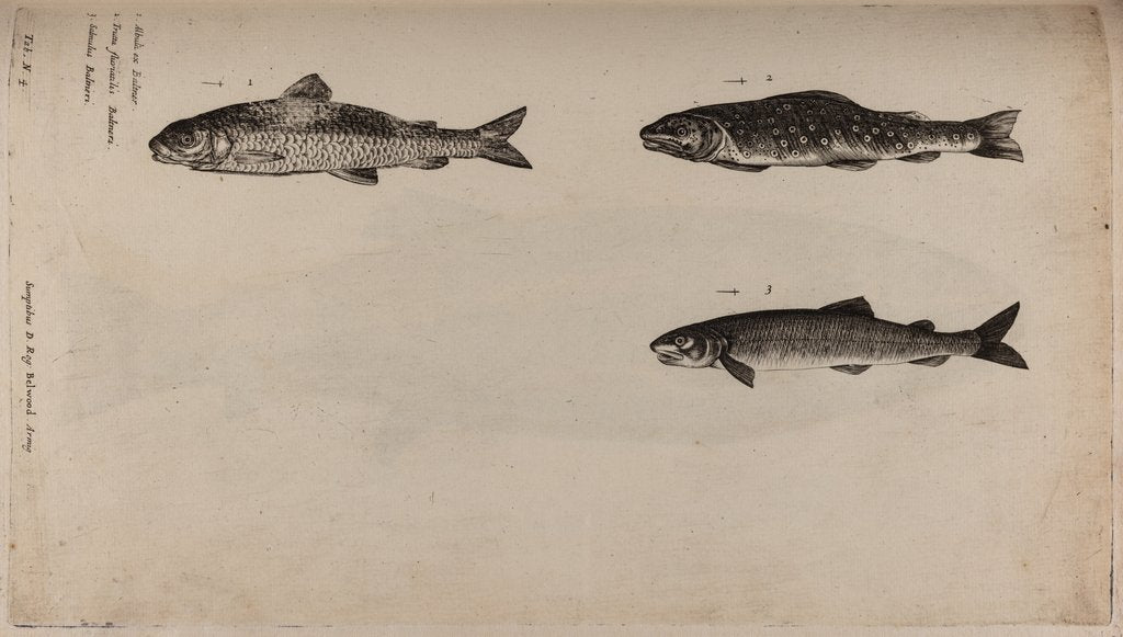 Detail of Three fish species by Unknown