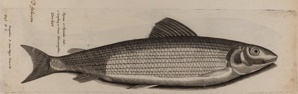 Detail of Grayling by Unknown