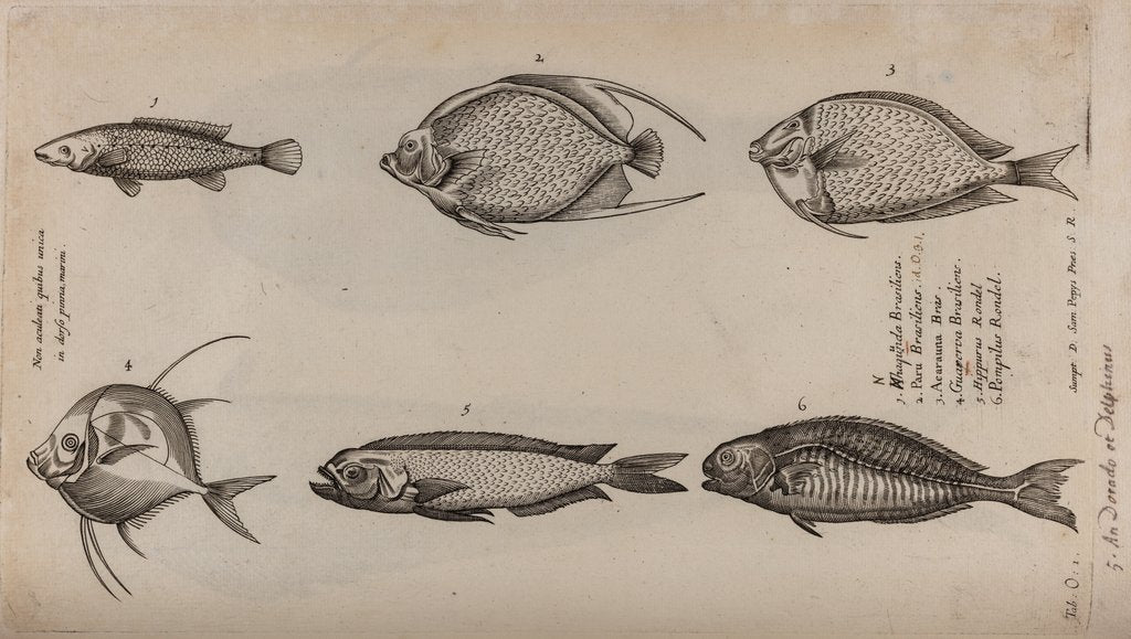 Detail of Various fish specimens by Unknown