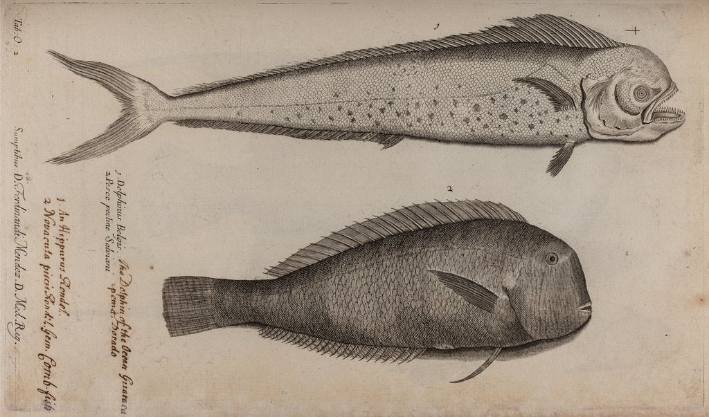 Detail of Dolphinfish and combfish by Unknown