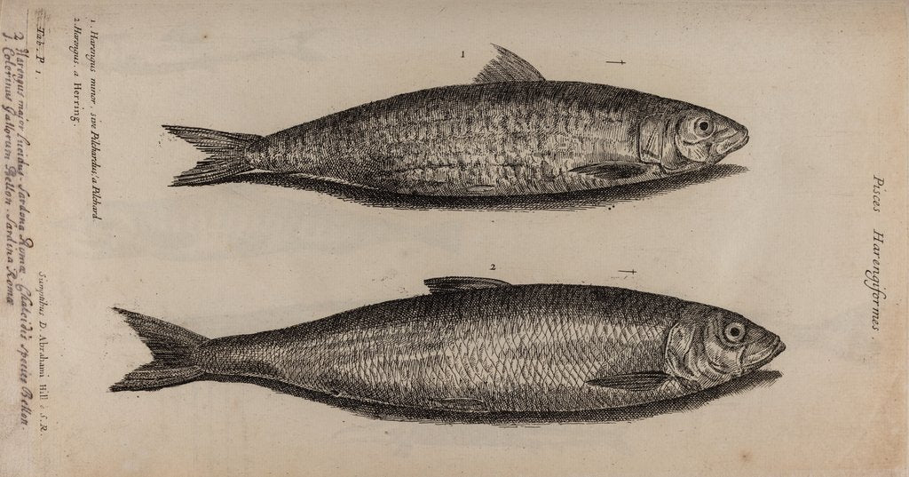 Detail of Herring by Unknown