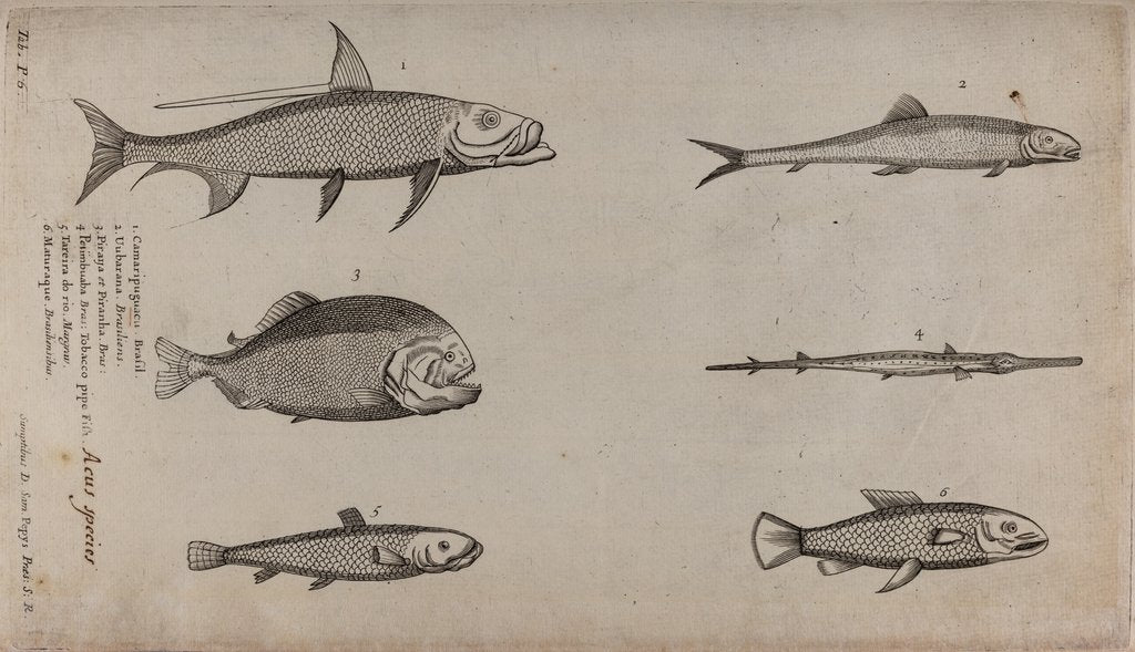 Curatorial Fish Samples Various fish specimens posters & prints by Unknown
